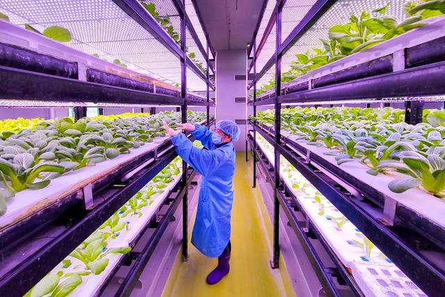 乌鲁木齐高新区LED植物工厂每天可供应500公斤果蔬